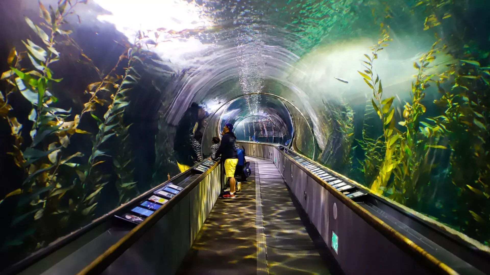 一个家庭在海湾水族馆的隧道里观看海洋生物。