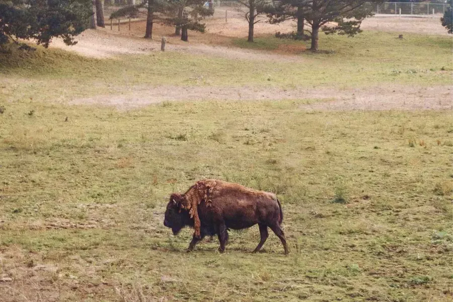 Golden Gate Park Bison Paddock有一只水牛. 샌프란시스코, 캘리포니아.