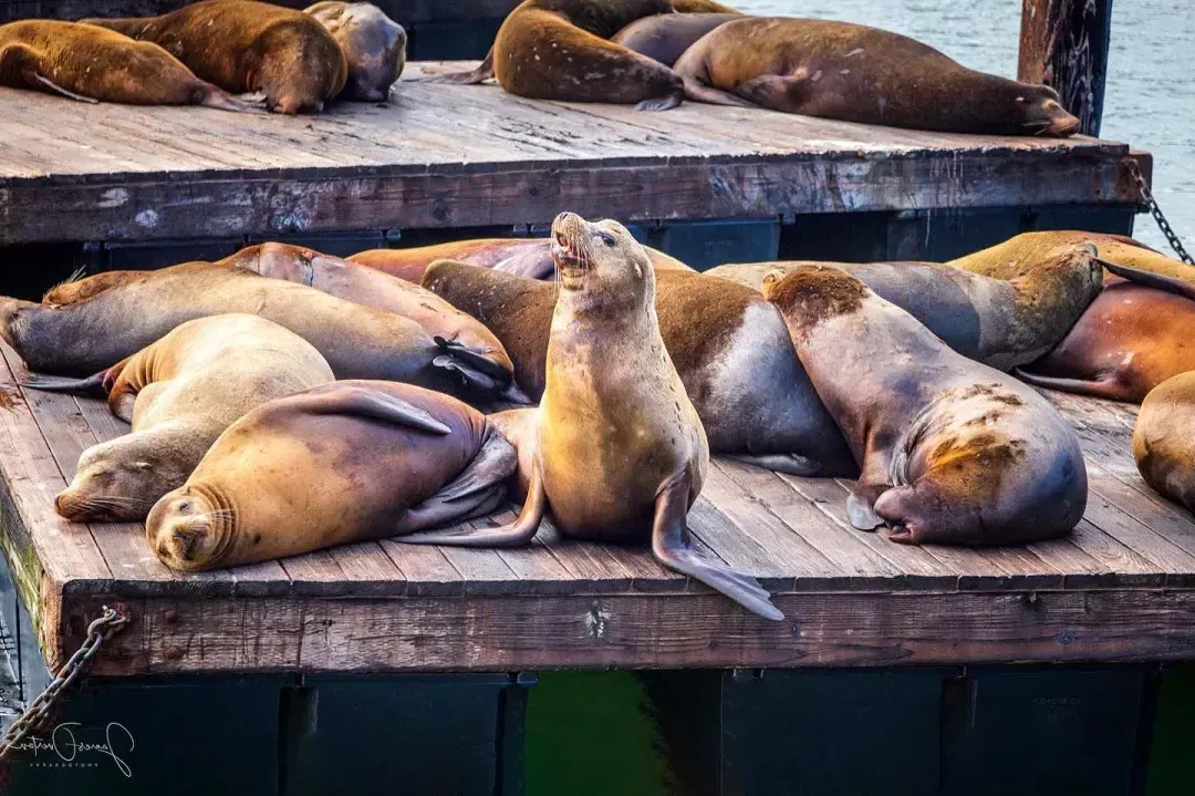 Les lions de mer se reposent sur le quai K du PIER 39