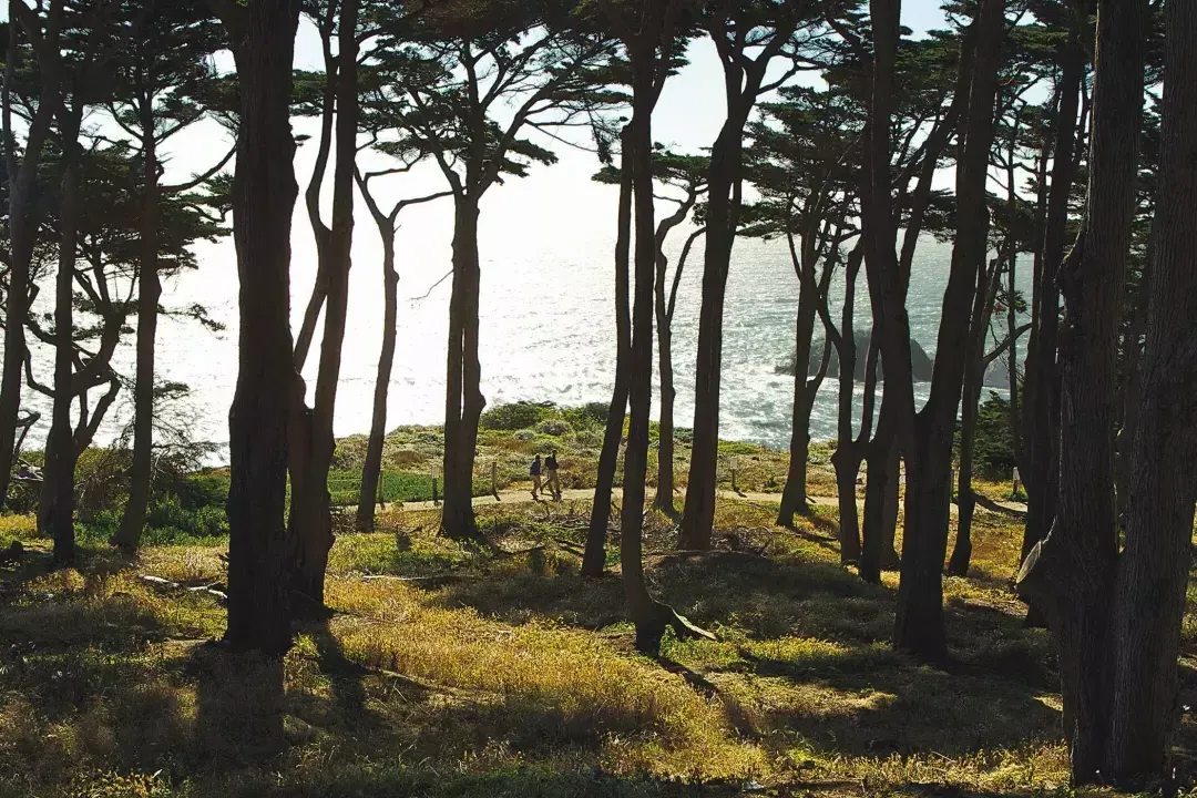 Hikers walk along a forested section of 土地结束 Trail, with the Pacific Ocean in the background.