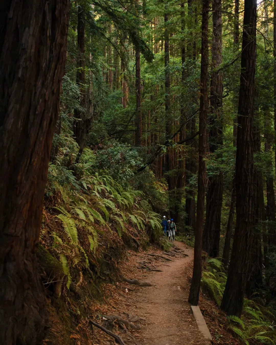 redwood公园附近hiking trail