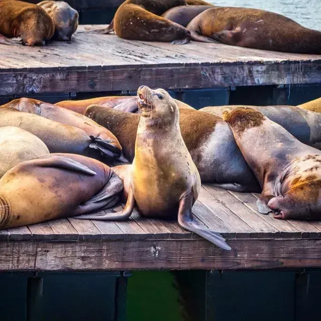 Sea Lions rest on 码头39's K Dock