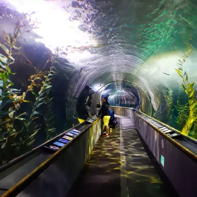 一家人在海湾水族馆的隧道里观察海洋生物