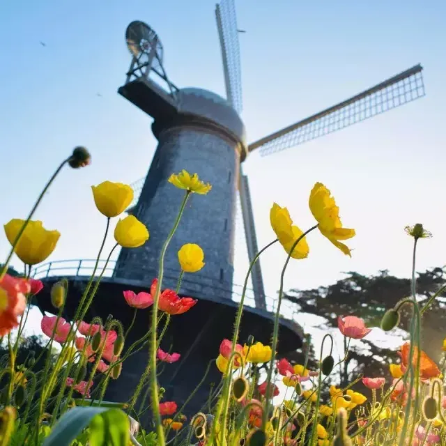 I tulipani fioriscono sotto uno dei famosi mulini a vento del Golden Gate Park.