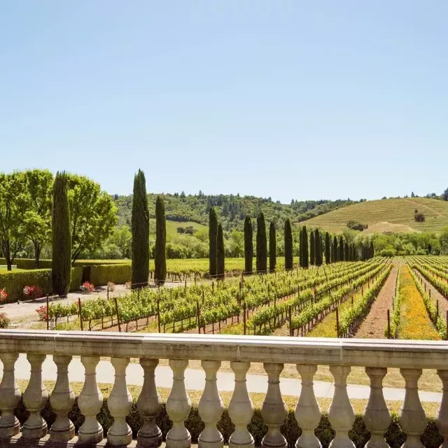 Image of wine grapes in neatly lined up within a winery on sunny day